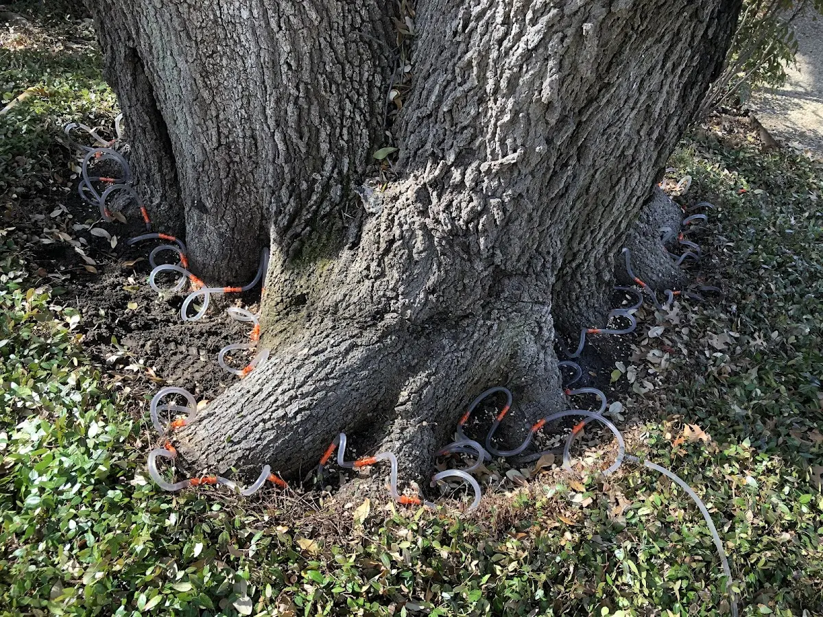 Detailed Tree Cabling and Bracing job site in Alum Bank