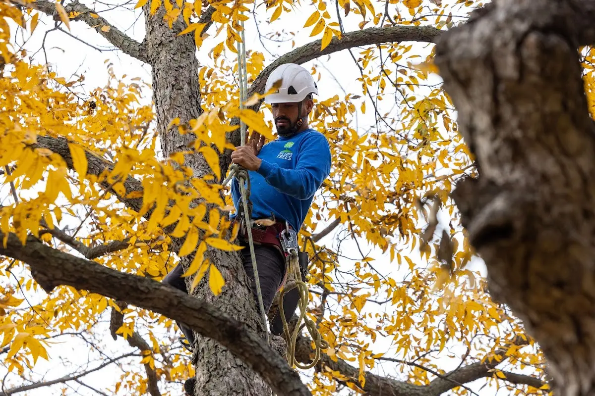 Skilled Tree Pruning crew working in Alum Bank