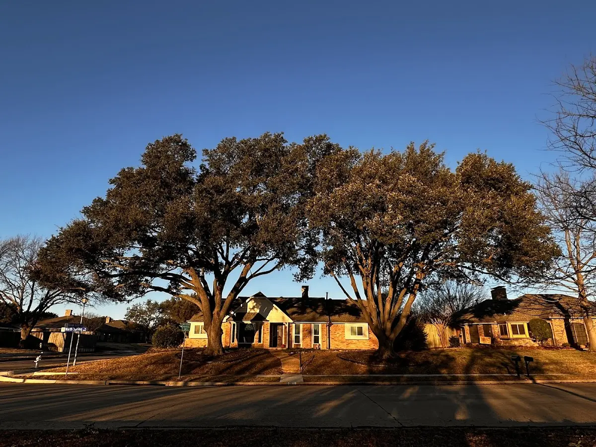Established residential canopy tree shading a home in Alum Bank