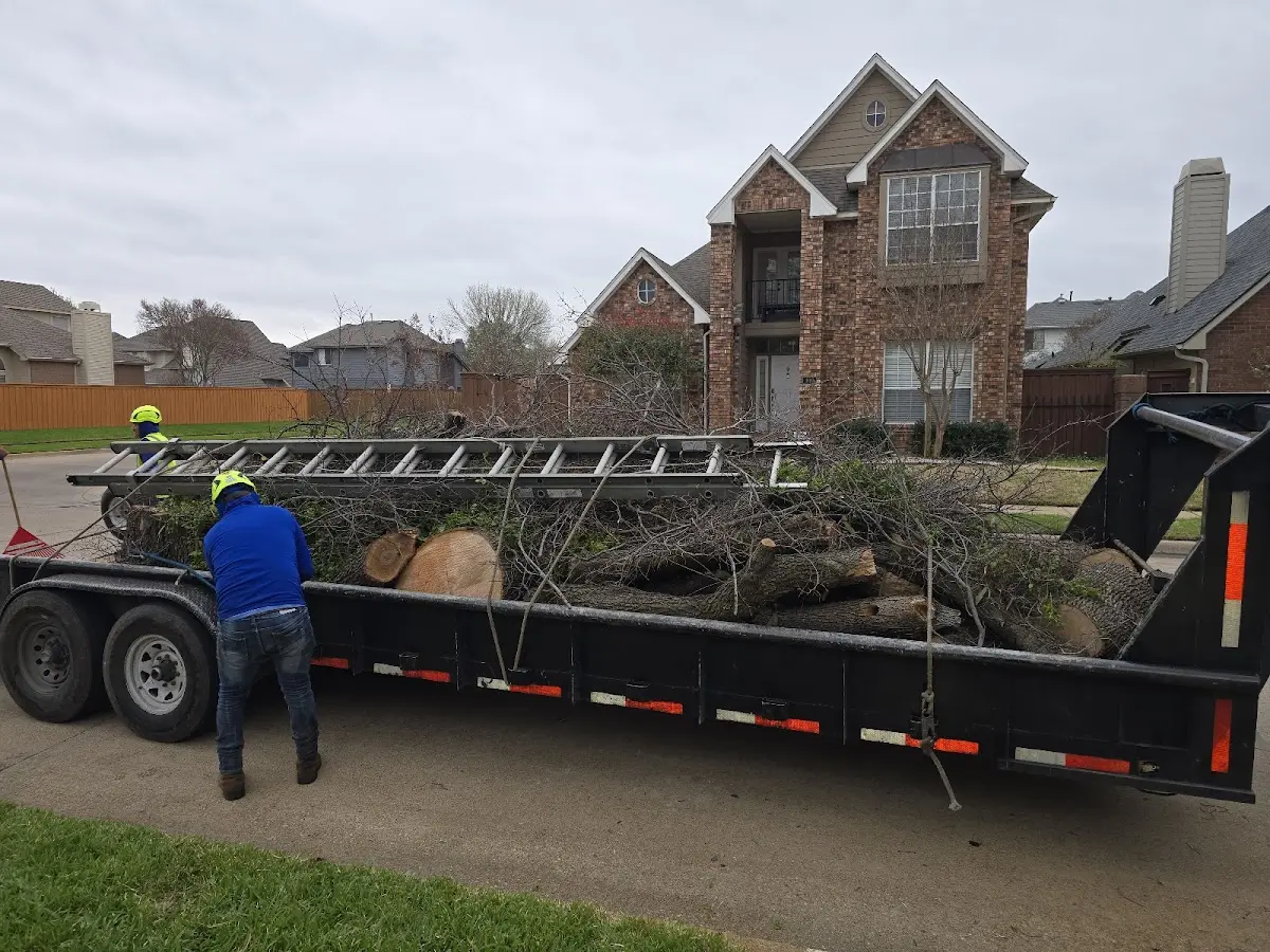 Expert Tree Fertilization with proper safety equipment in Alum Bank
